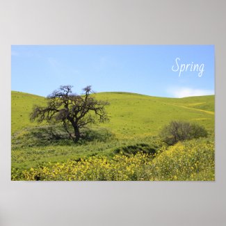 Wildflowers Hillside Photo Oak Nature Scenic Photo