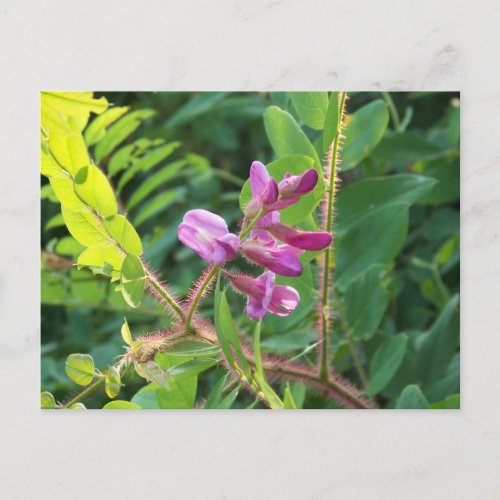 Wildflowers in east Tennessee Postcard