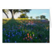 Wildflowers in Evening Light (Front Horizontal)