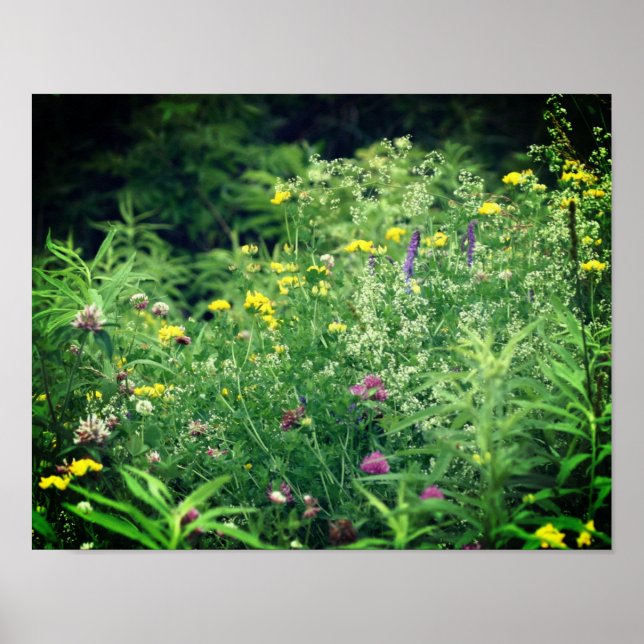 Wildflowers In Field 2 Flower  Poster (Front)