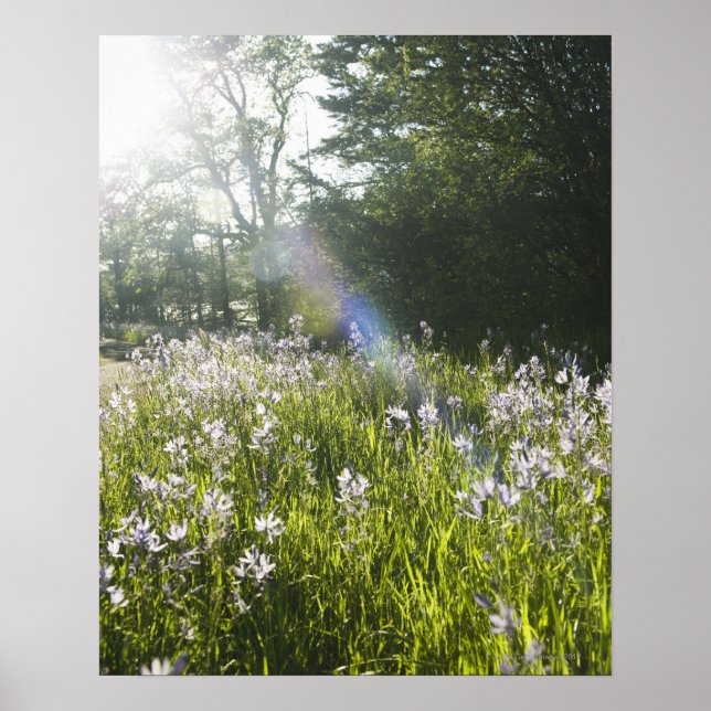 Wildflowers in field poster (Front)