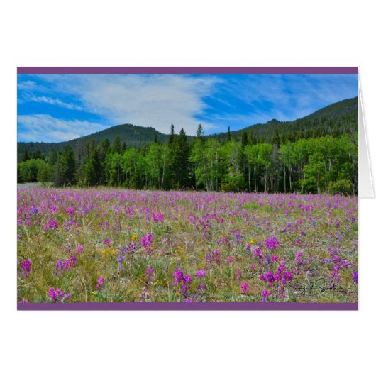 Wildflowers in Rocky Mountain National Park (Front Horizontal)
