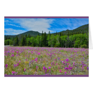 Wildflowers in Rocky Mountain National Park Cards