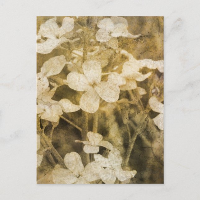 Wildflowers in Sepia Postcard (Front)