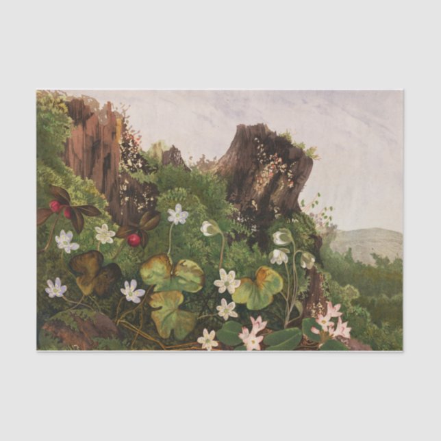 Wildflowers No. 2 by Ellen Robbins Tissue Paper (Front)