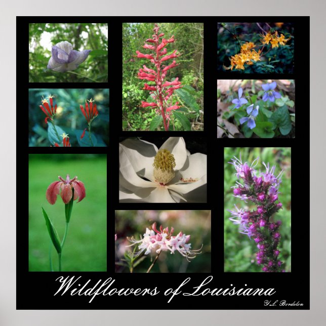 Wildflowers of Louisiana Poster (Front)