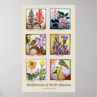 Wildflowers of North America [A] Poster