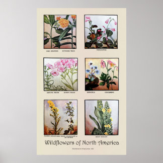 Wildflowers of North America [C] Poster