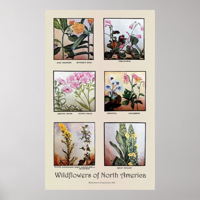 Wildflowers of North America [C] Poster (Front)