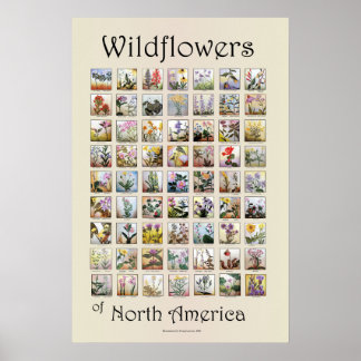 Wildflowers of North America Poster