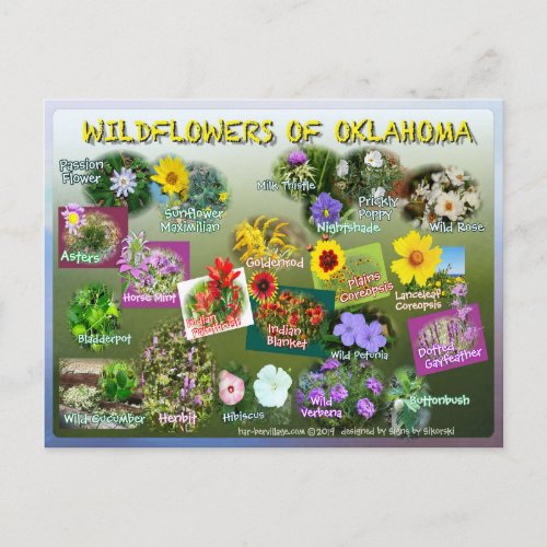 wildflowers of Oklahoma postcard 19r