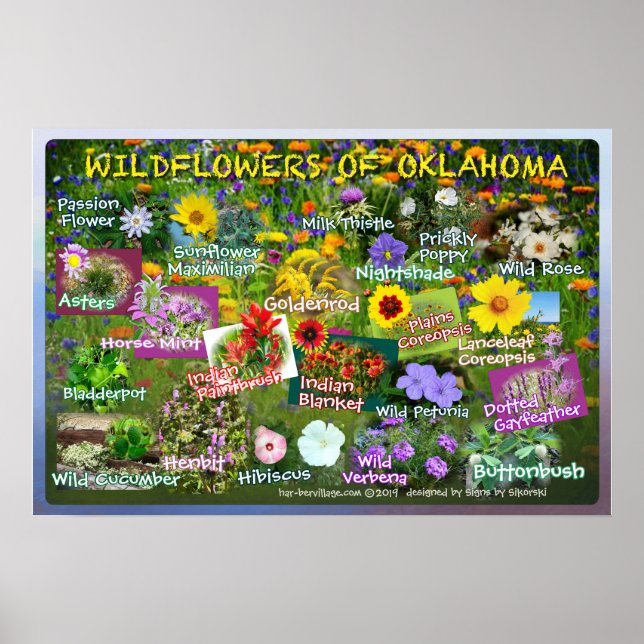 Wildflowers of Oklahoma Poster 19v2 (Front)