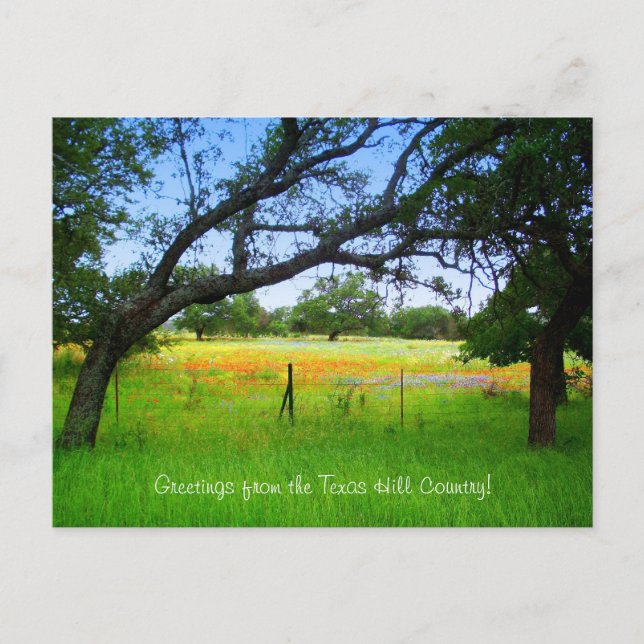 Wildflowers Of The Texas Hill Country Postcard (Front)