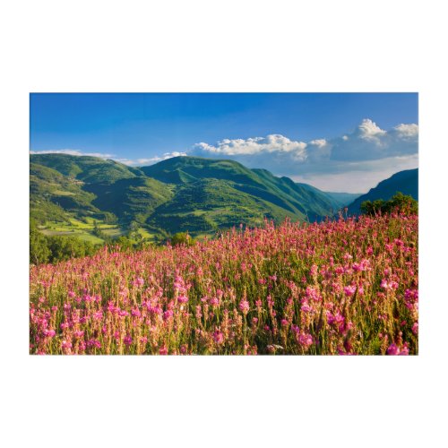 Wildflowers on Hillside  Preci Umbria Italy Acrylic Print