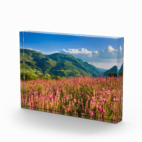 Wildflowers on Hillside  Preci Umbria Italy Photo Block