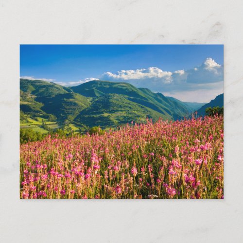 Wildflowers on Hillside  Preci Umbria Italy Postcard