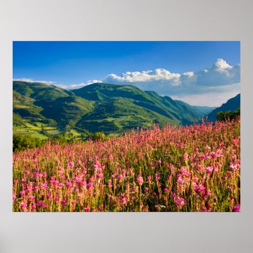 Wildflowers on Hillside  Preci Umbria Italy Poster