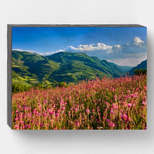 Wildflowers on Hillside  Preci Umbria Italy Wooden Box Sign
