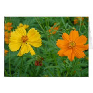 Wildflowers on Invitation/Greeting card