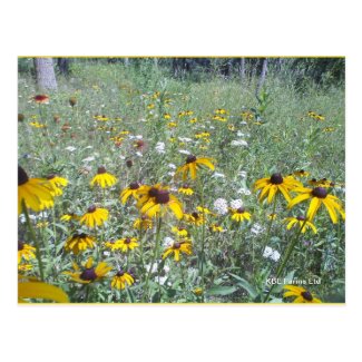 Wildflowers On The Prairie  - Postcard