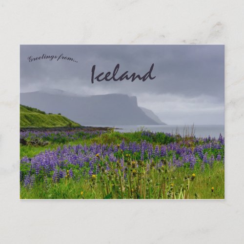 Wildflowers on the Shoreline of Thingeyri Iceland Postcard