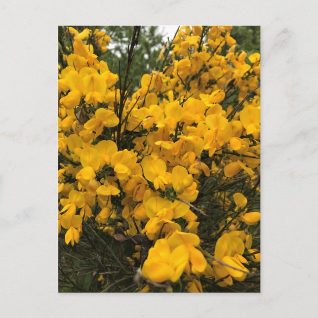 Wildflowers on the Trail, Oregon Postcard (Front)