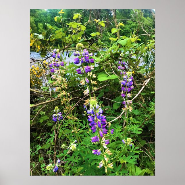 Wildflowers on the Trail, Oregon Poster (Front)