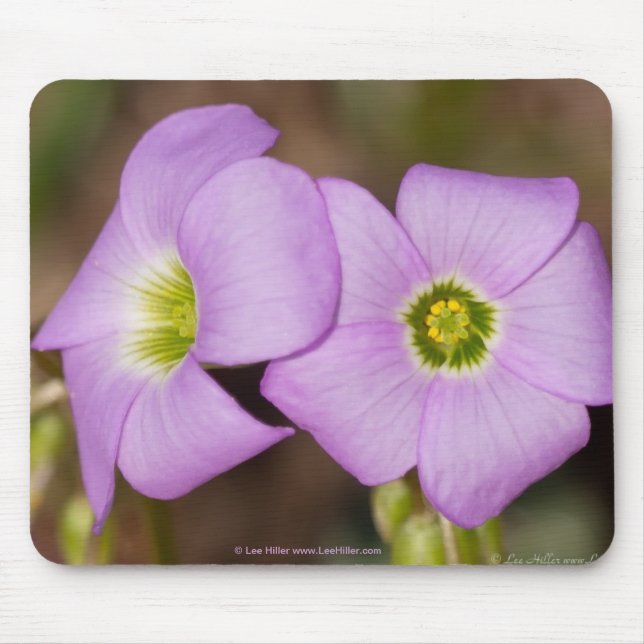 Wildflowers - Pink Oxalis Mouse Pad (Front)