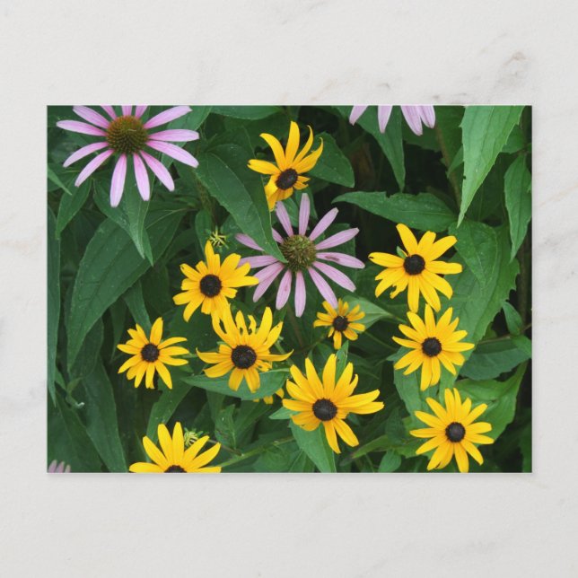 Wildflowers Postcard (Front)