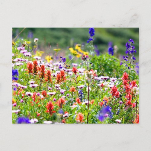 Wildflowers Postcard