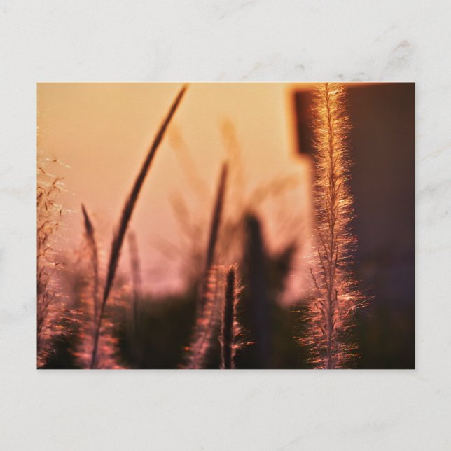 wildflowers -  postcards (Front)