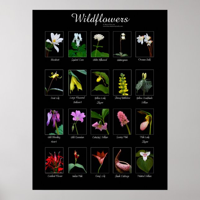 Wildflowers poster (Front)