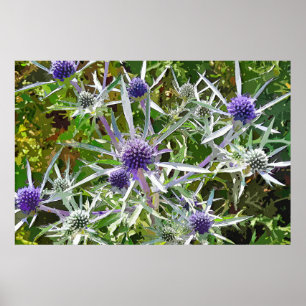 WILDFLOWERS POSTER