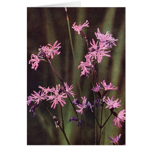 Wildflowers: Ragged Robin Cards (Front)