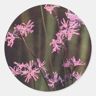 Wildflowers: Ragged Robin Classic Round Sticker