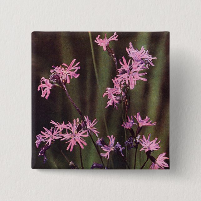 Wildflowers: Ragged Robin Pinback Button (Front)