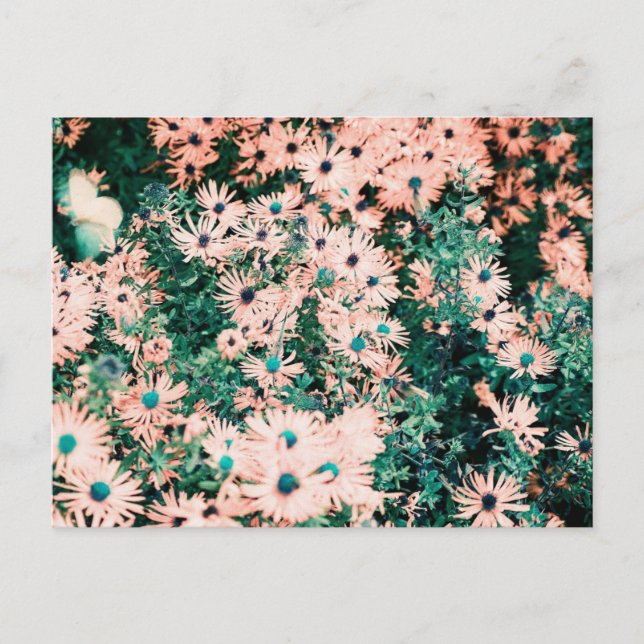 Wildflowers Unique Colors Postcard (Front)