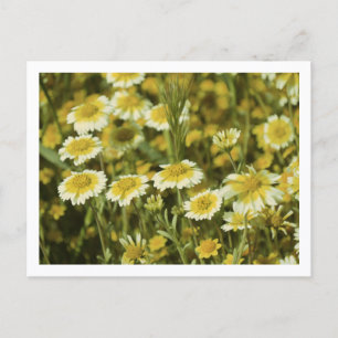 Wildflowers Yellow and White Sunflowers Postcard