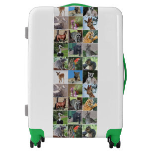 Wildlife 15 Animals Pictured in the Wild Luggage