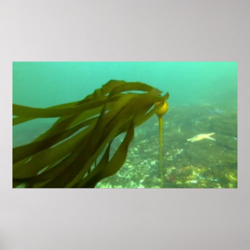 Wildlife 174 wild kelp Poster