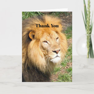 Wildlife African Lion Face Photo Letterpress Thank You Card
