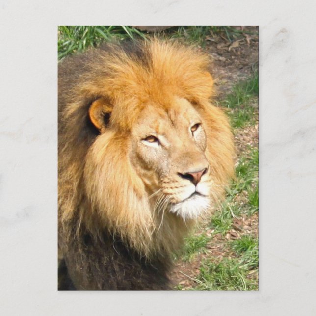 Wildlife African Lion Face Photo Postcard (Front)
