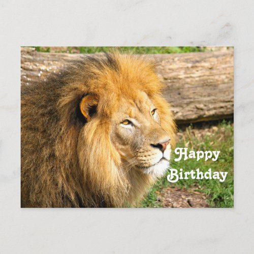 Wildlife African Lion Photo Birthday Postcard