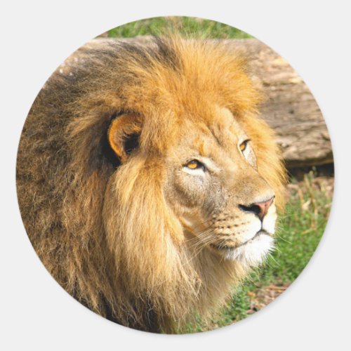 Wildlife African Lion Photo Classic Round Sticker