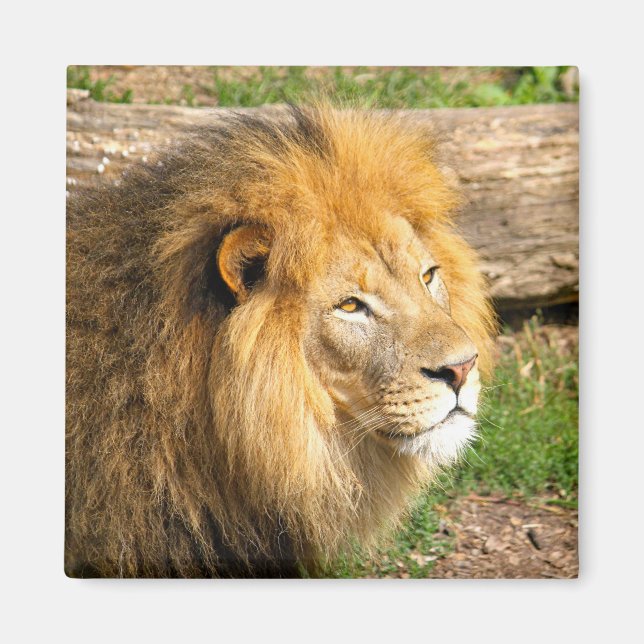 Wildlife African Lion Photo Magnet (Front)