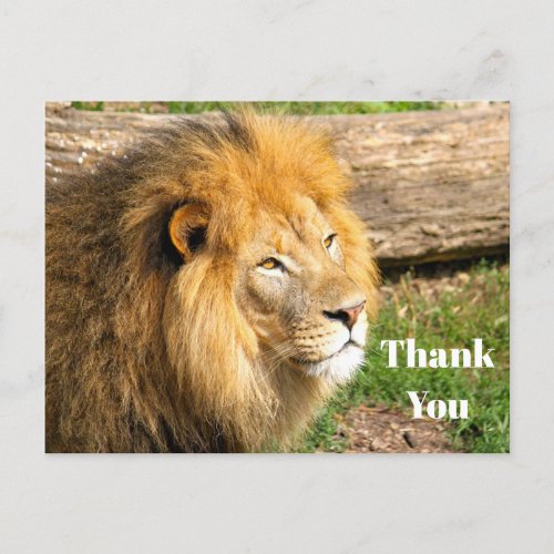 Wildlife African Lion Photo Thank You Postcard