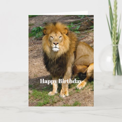 Wildlife African Lion Sitting Photo Birthday Card