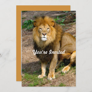 Wildlife African Lion Sitting Photo Birthday Invitation