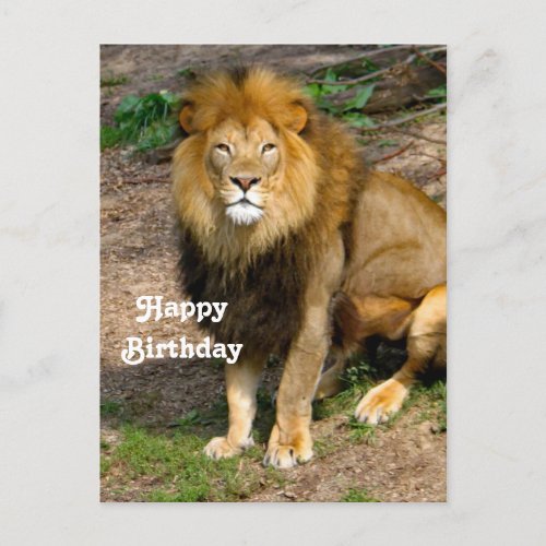 Wildlife African Lion Sitting Photo Birthday Postcard