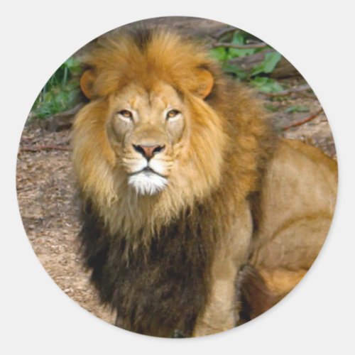 Wildlife African Lion Sitting Photo Classic Round Sticker